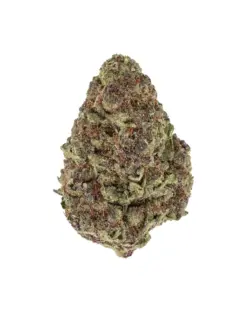 THCA Flower - Purple Cream - Purple Cream is an indica strain that's a true gem for relaxation and stress relief. Its mellowing and calming effects are perfect for a serene end to your day. With unknown genetics, this mysterious flower is making a name for itself.
Genetics: Unknown lineage
Strain: Indica
Effects: Mellowing, Calming, Relaxing, Stress Relief, Euphoric
Flavors: Fruity, Lavender, Pungent
THCA Content: 23.78%