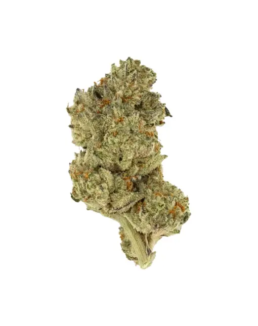THCA Flower - White Coconut Pie - White Coconut Pie is an evenly balanced hybrid strain that offers a blissful escape to a tropical paradise. Its sweet coconut flavor is both soothing and exhilarating. All you need is a tiny umbrella to go with it.
Genetics: Berry Pie x Medellin
Strain: Hybrid
Effects: Euphoria, Relaxation, Heavy-hitting
Flavors: Sweet, Tropical, Coconut
THCA Content: 27.16%